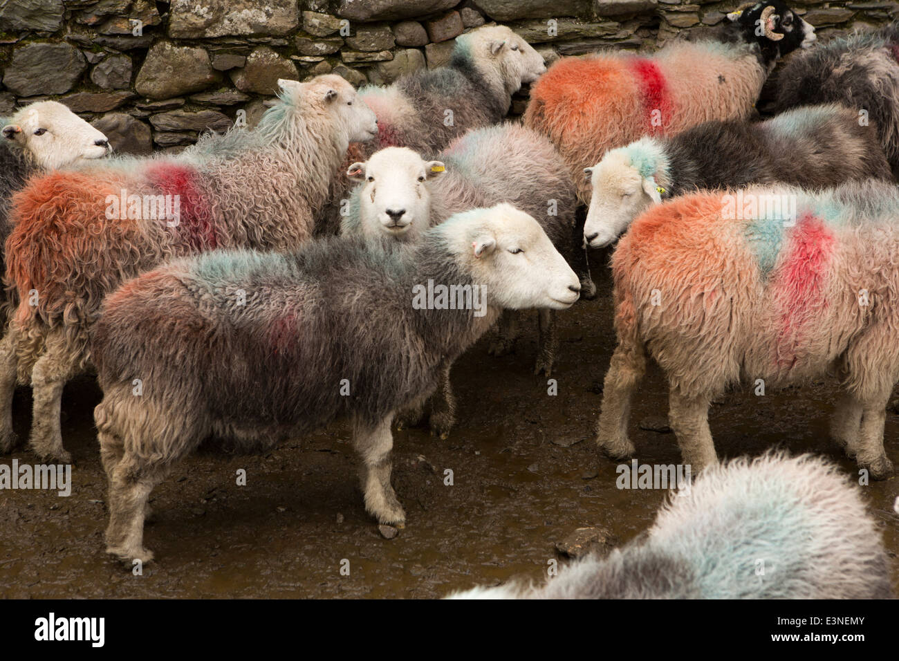 UK, Cumbria, Lake District, Buttermere, Gatesgarth Farm, Herdwick sheep penned at lambing time Stock Photo