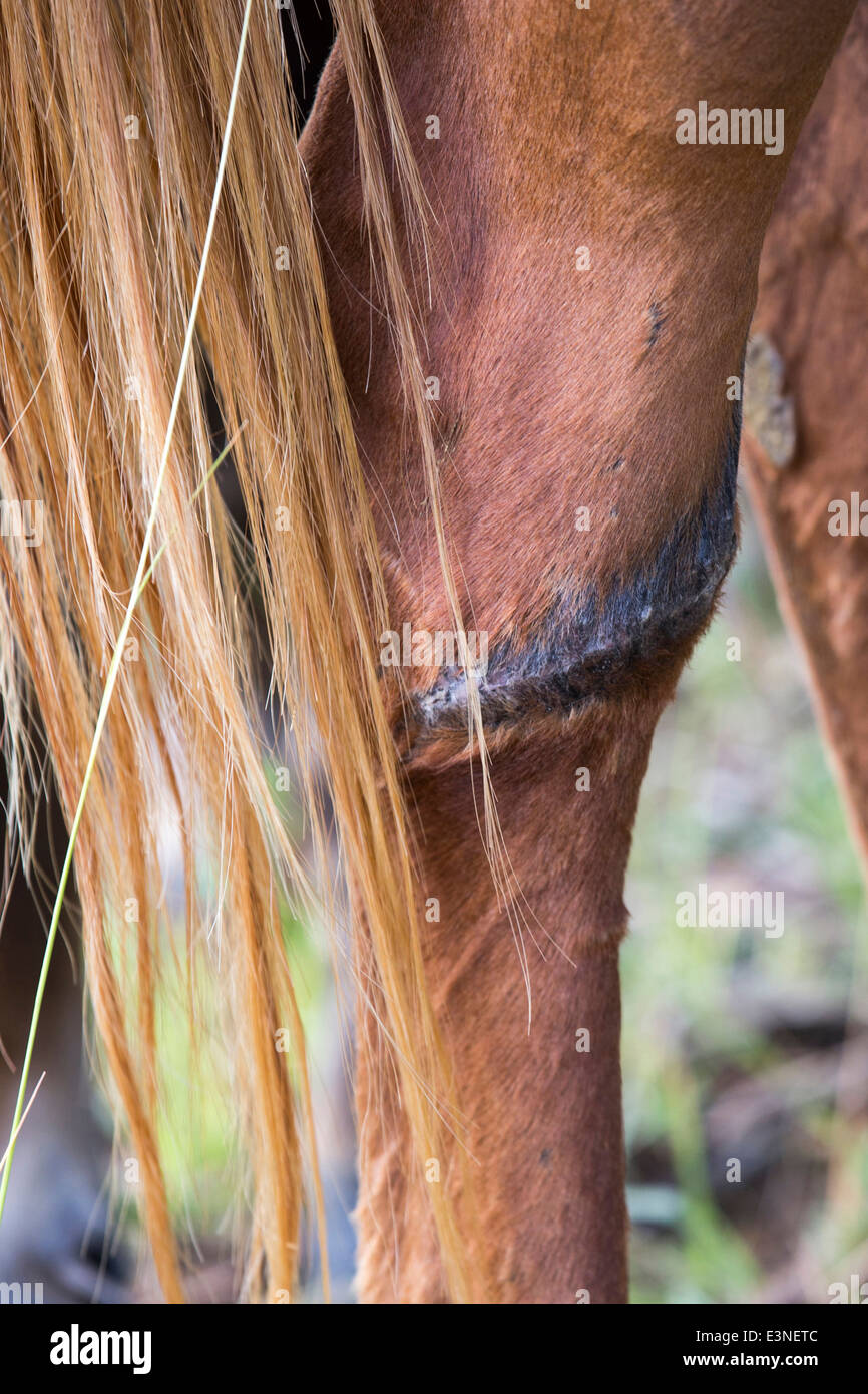 Domestic Horse Wound on a leg caused by wire fence. South Africa Stock Photo Alamy