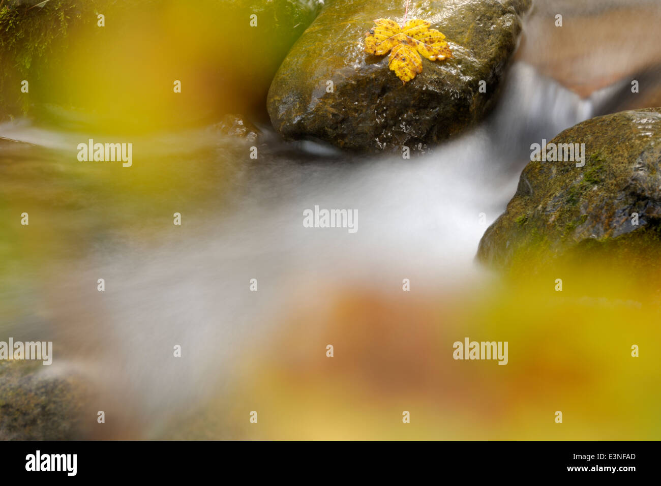 Mountainstream with autumn leave and slow shutter speed and out of focus leaves in foreground. Stock Photo