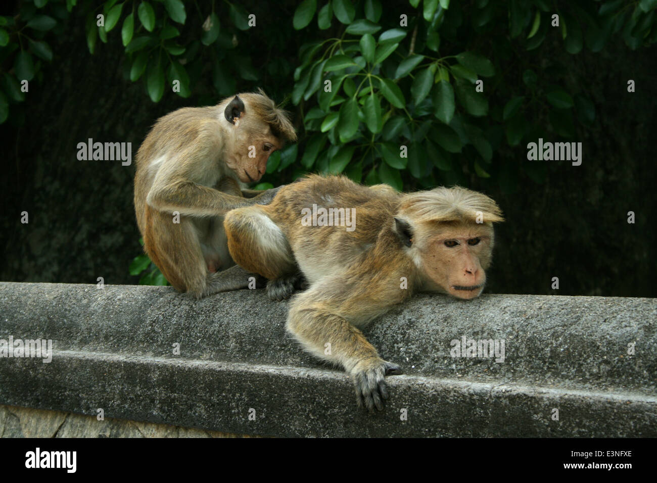 Affen lausen sich Stock Photo