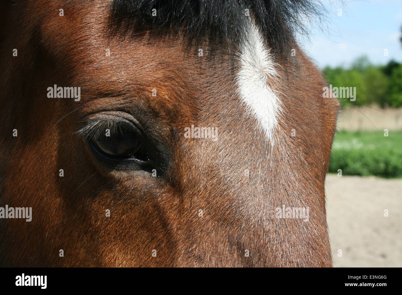 Auge vom Pferd Stock Photo