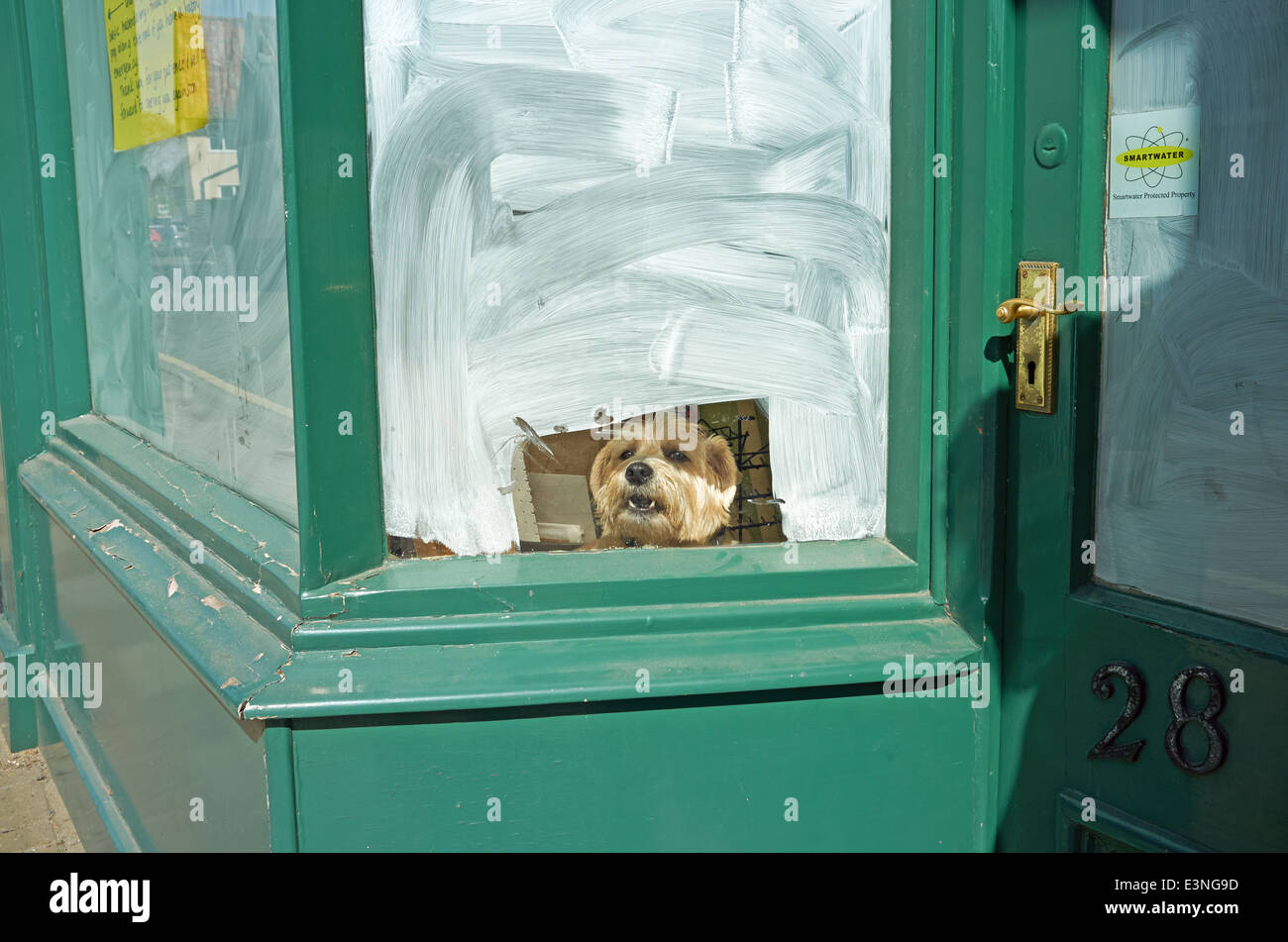 A dog in the window of a closed down shop Stock Photo