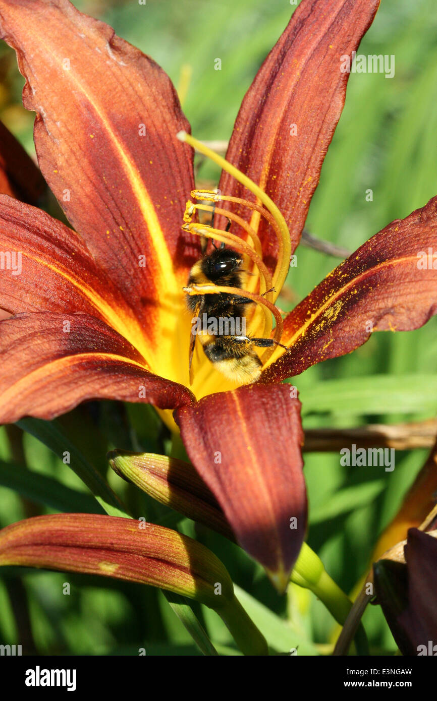 Blüte mit Biene Stock Photo
