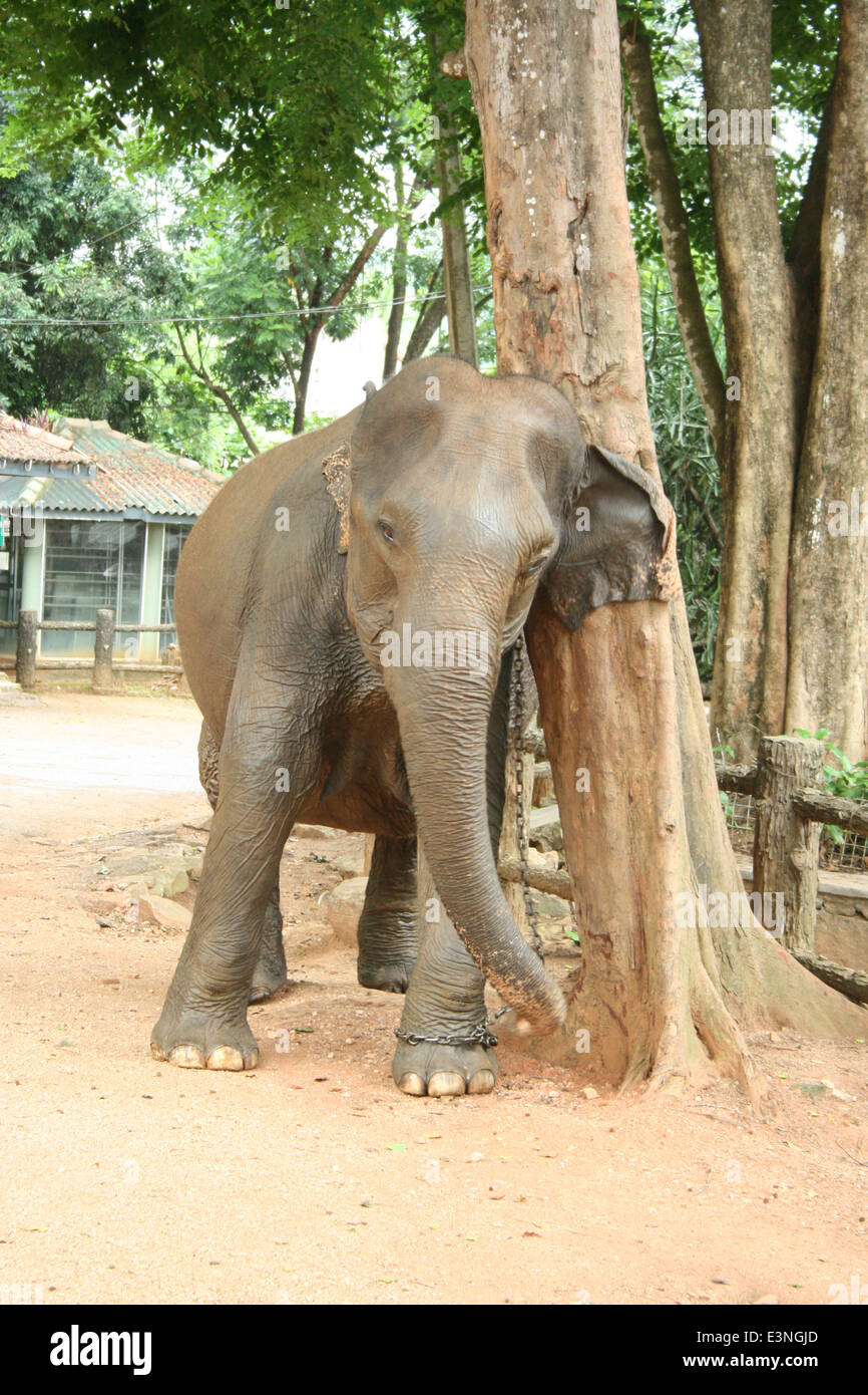 Elefant kratzt sich am Baum Stock Photo