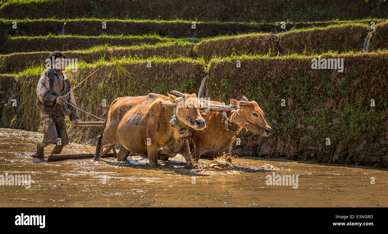 Farmer ploughing a rice paddy with water buffaloes, Tegalalang, Bali, Indonesia Stock Photo