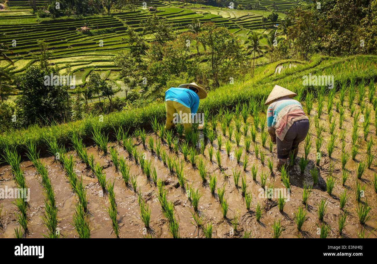 Female farmers working at lush rice terraces on Bali, Tegallalang, Indonesia Stock Photo