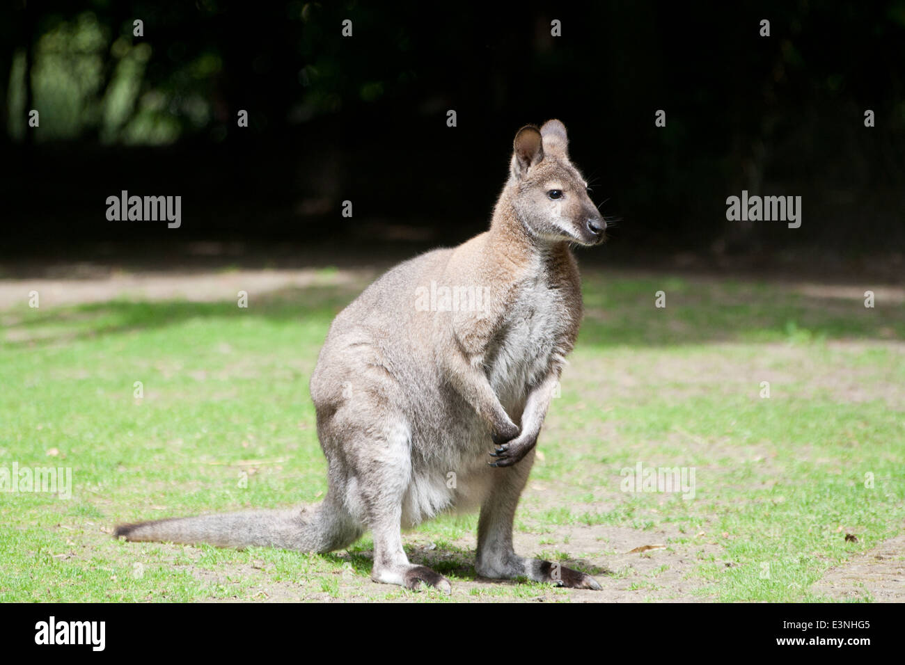 Känguru Stock Photo