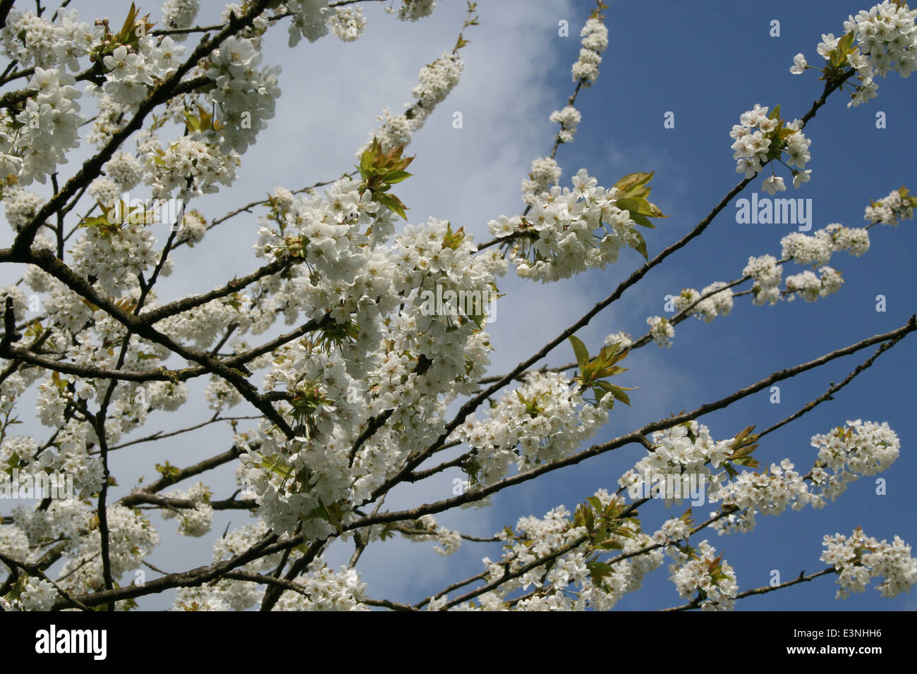 Kirschbaumblüten Stock Photo