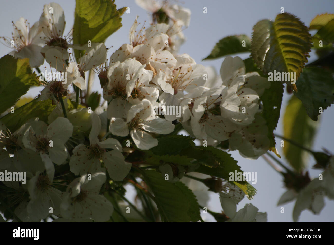 Blüten Kirschbaum Stock Photo