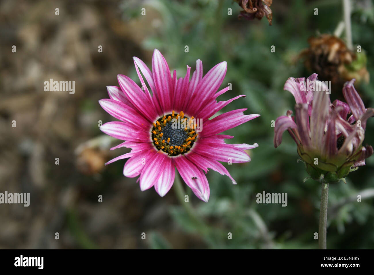 Korbbluter hi-res stock photography and images - Alamy, image size:1300x956