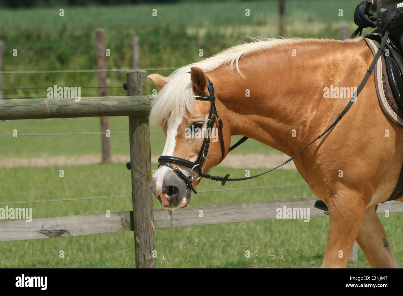 Pferd wird geritten Stock Photo