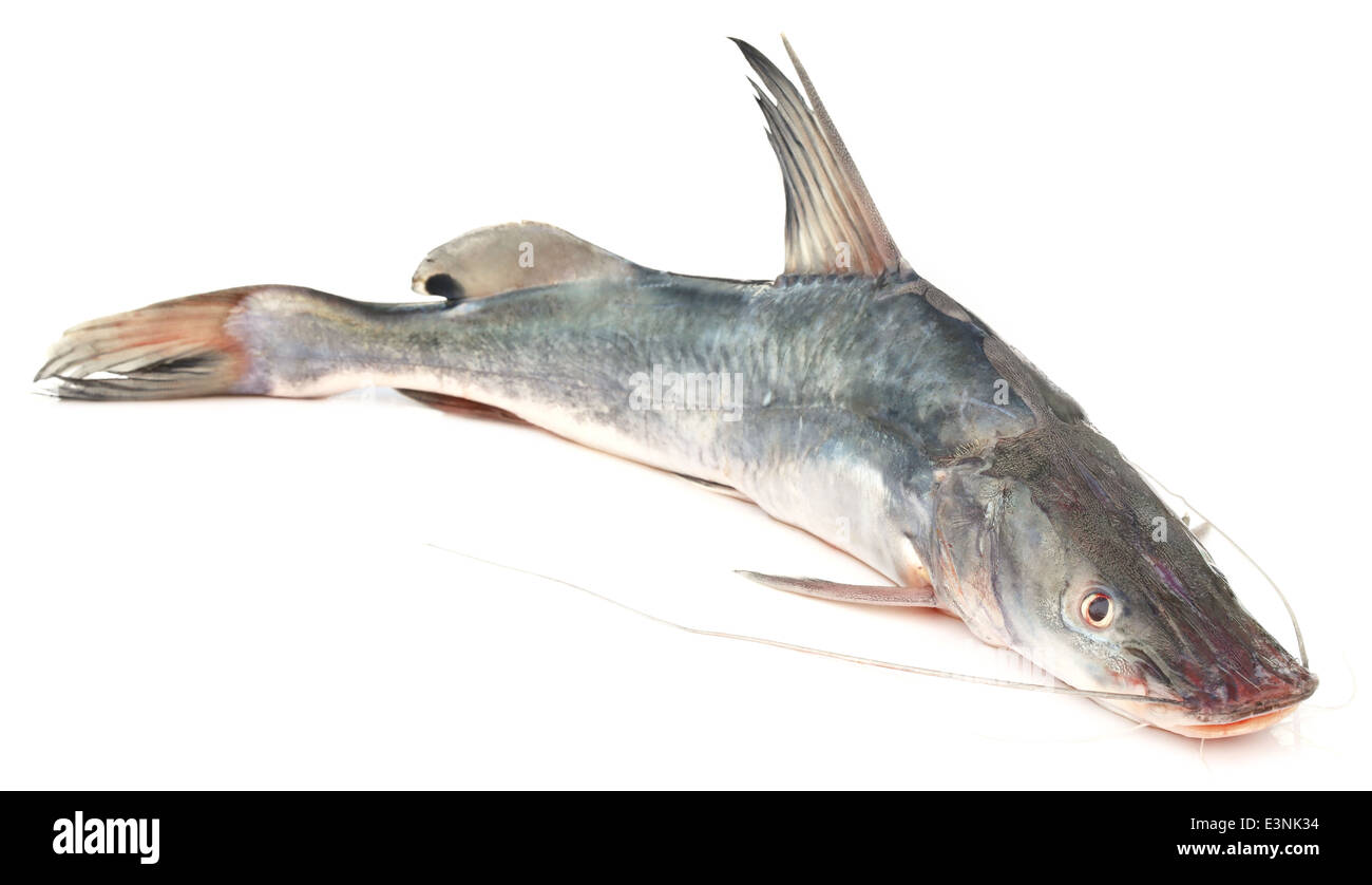 Long-whiskered catfish of Southeast Asia Stock Photo