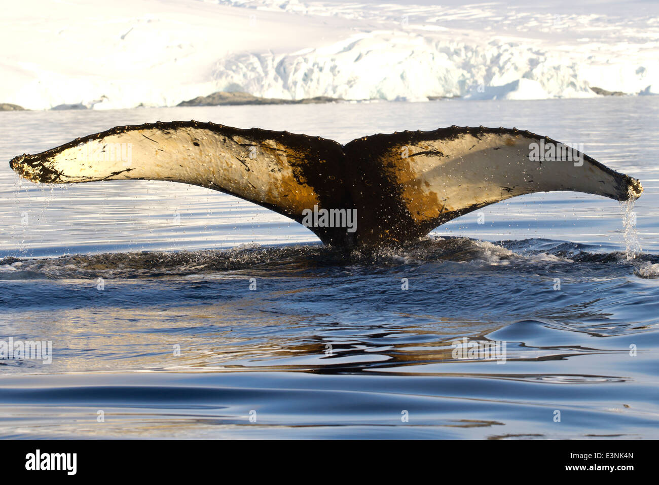 humpback whale tail dived into the waters near the Antarctic Peninsula ...