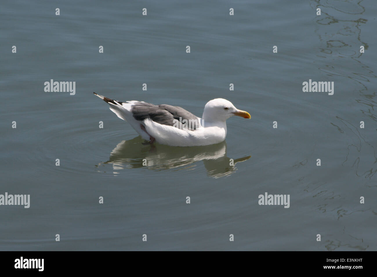 Möwe auf dem Wasser Stock Photo