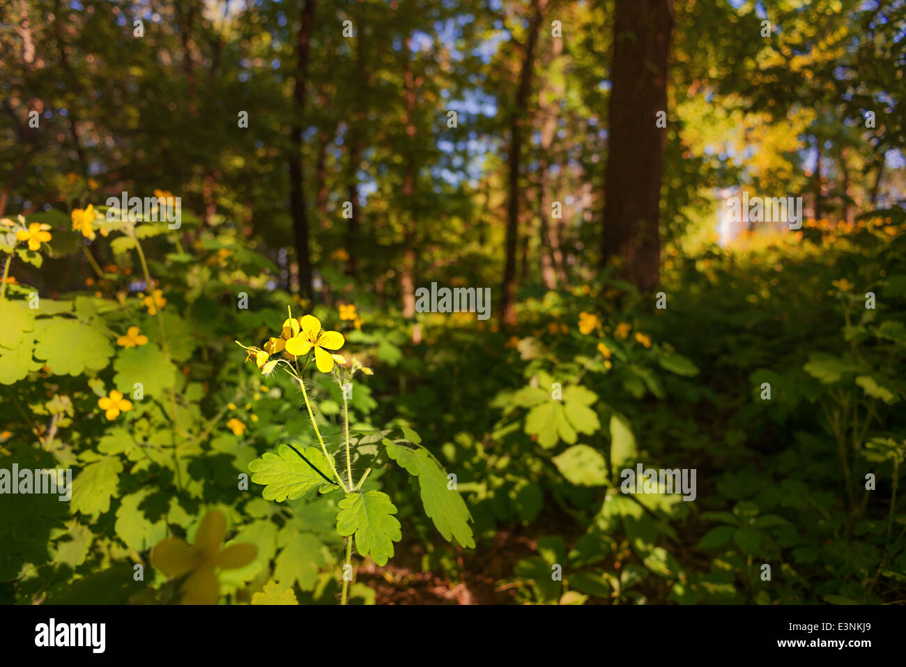 A little yellow flower under the spring sun light, in the dark wood Stock Photo