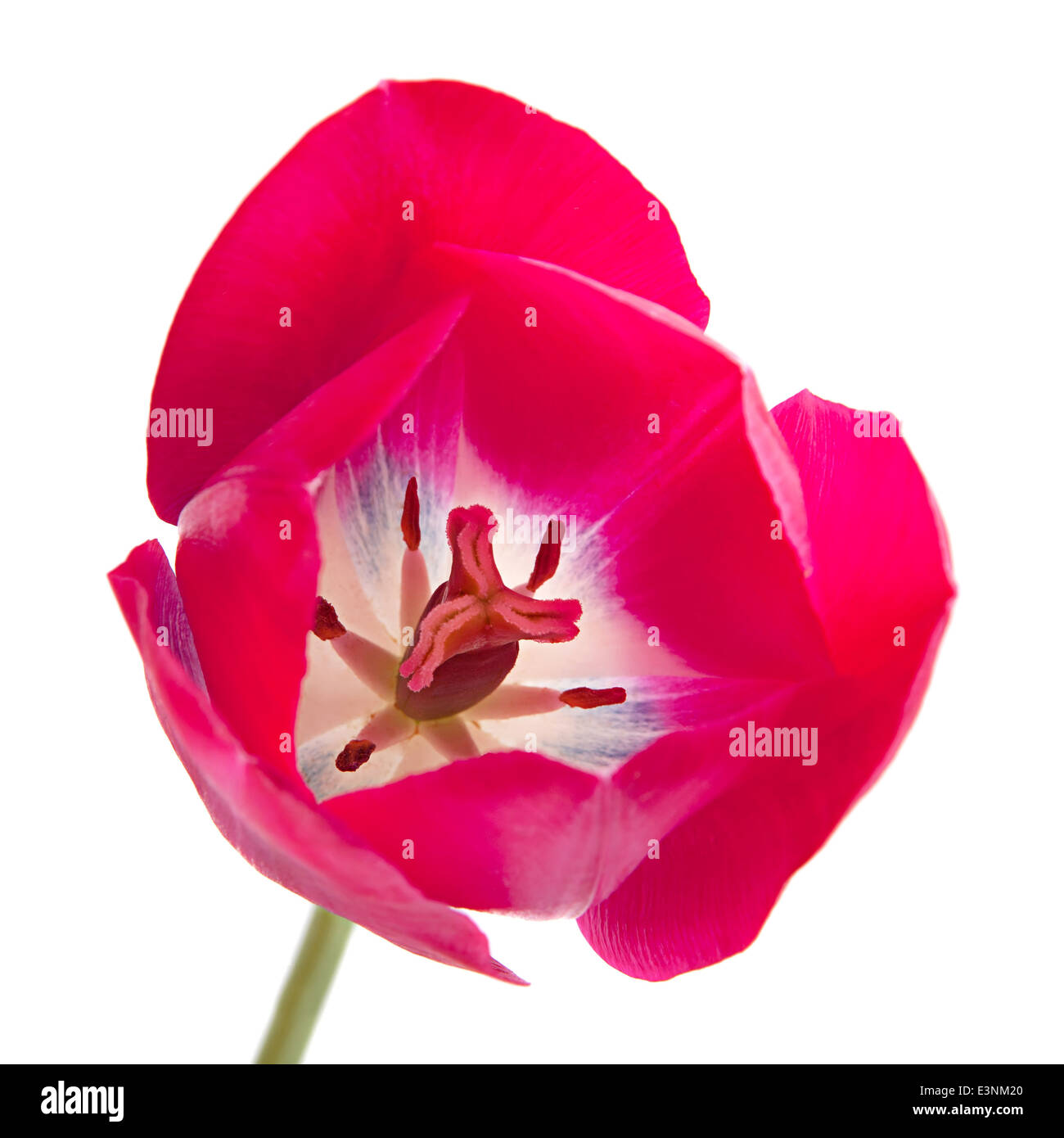 Pink tulip isolated on white background Stock Photo - Alamy