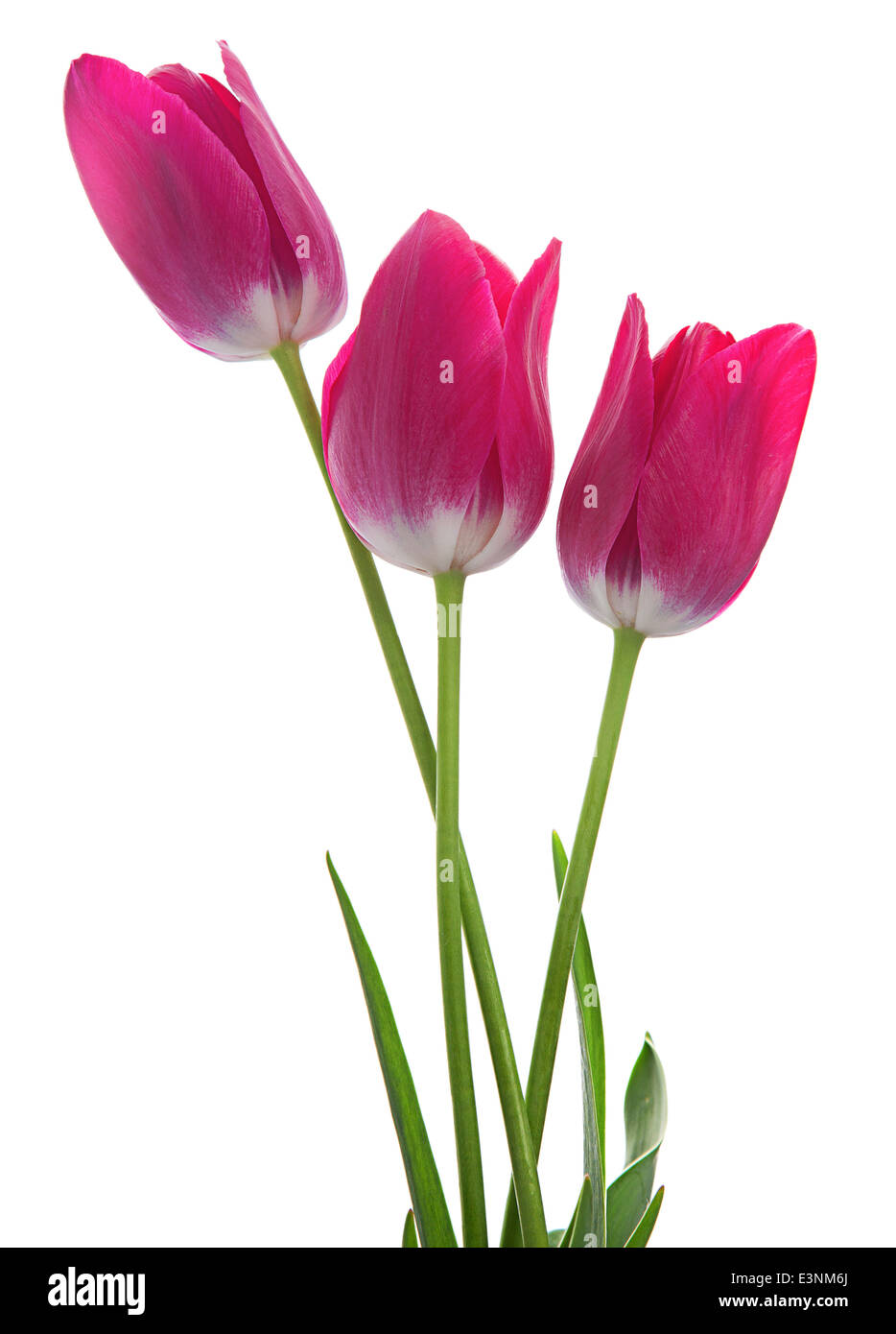 Pink tulip isolated on white background Stock Photo - Alamy