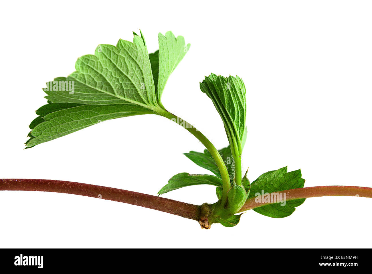 Strawberry leaf isolated on white Stock Photo Alamy