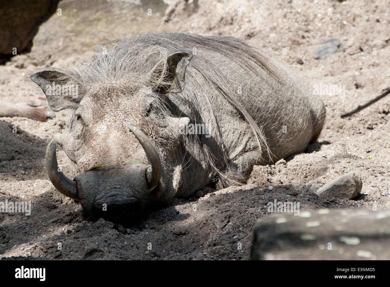 Warzenschwein im Sand Stock Photo