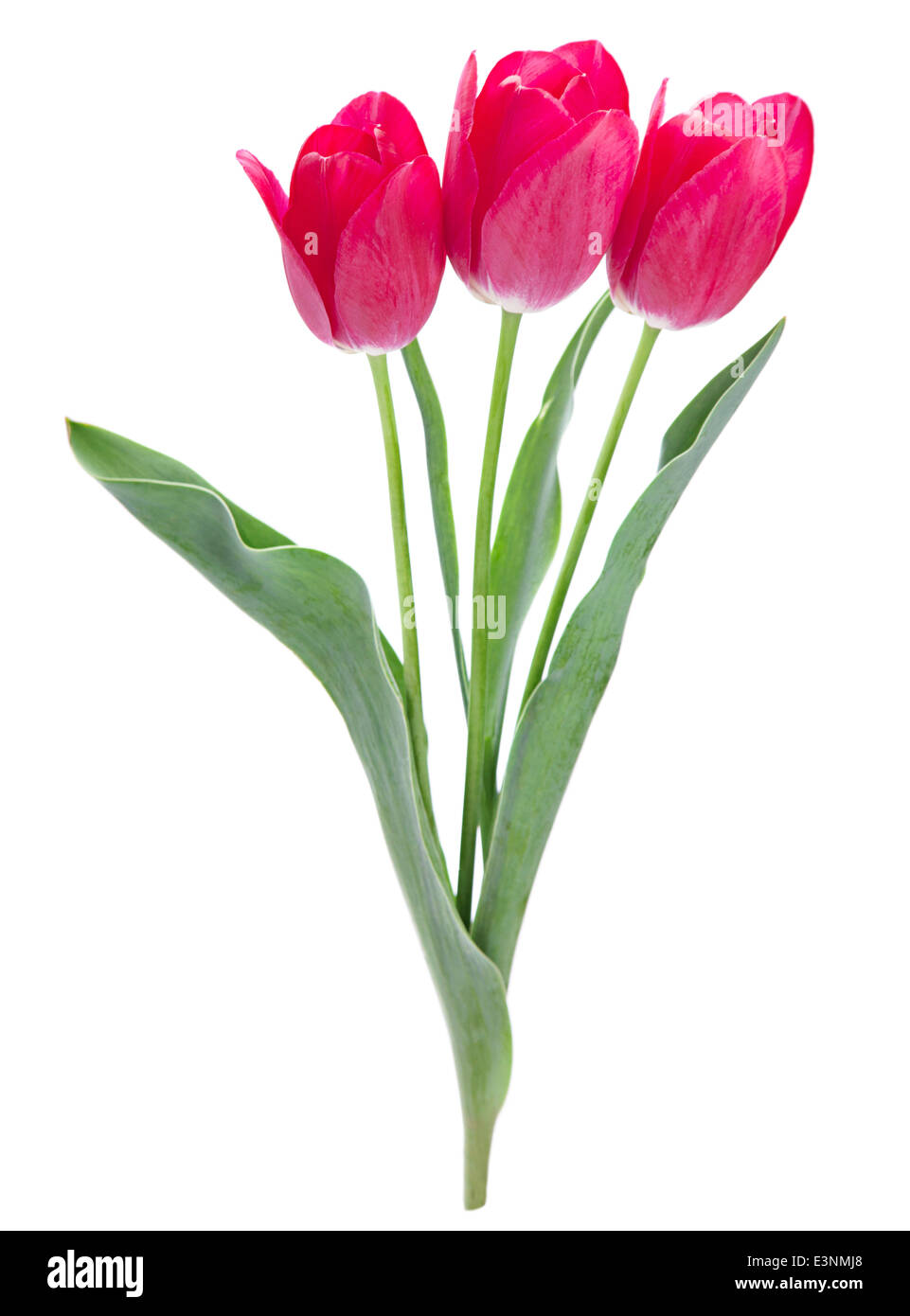 Pink tulip isolated on white background Stock Photo - Alamy