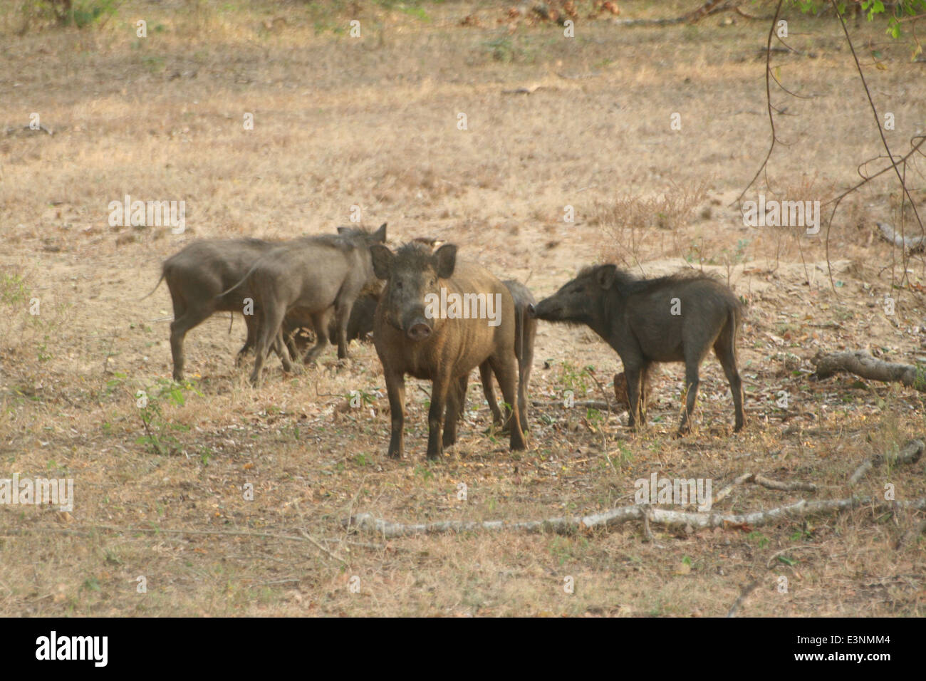 Wildschweine Stock Photo