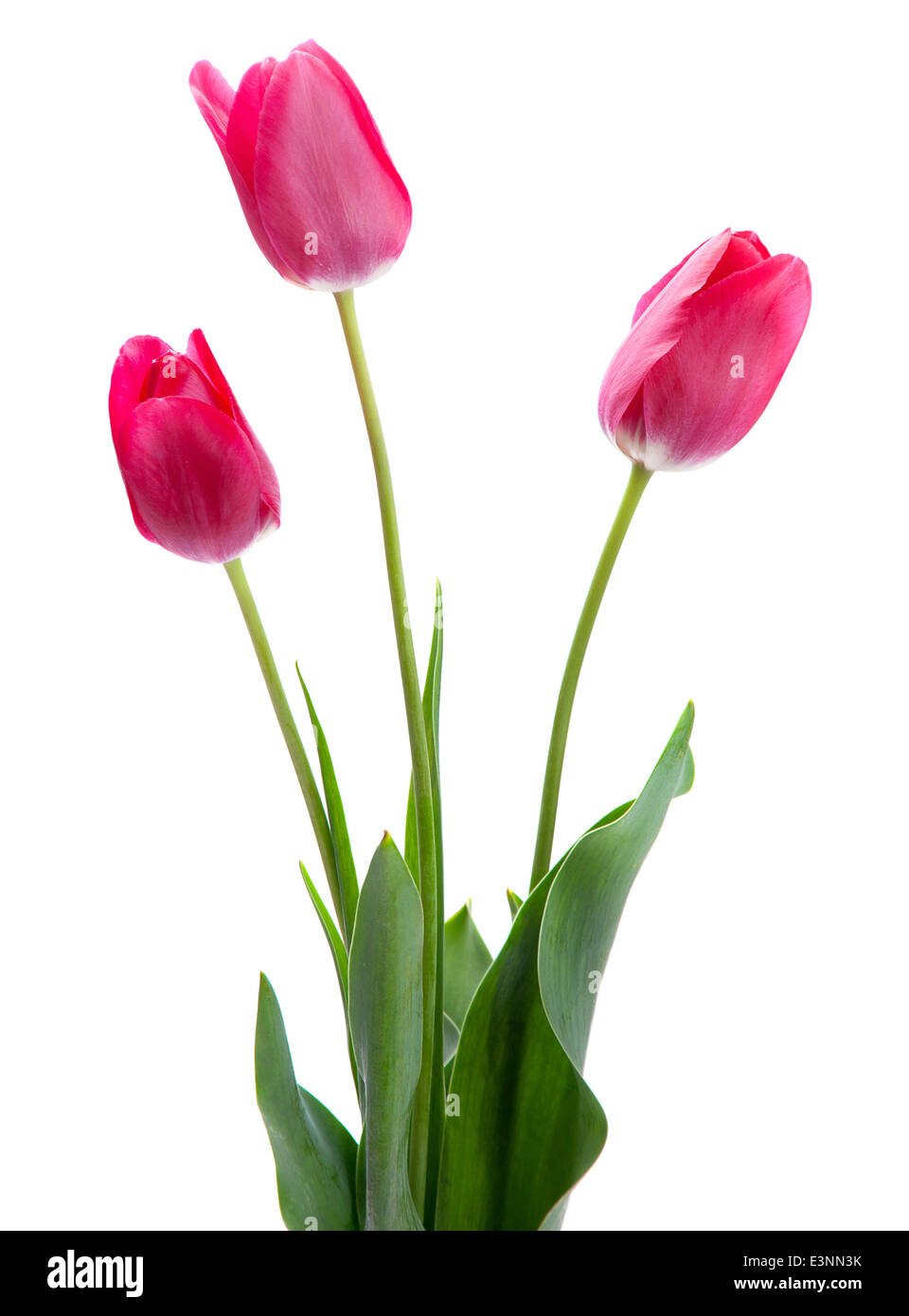 Pink tulip isolated on white background Stock Photo - Alamy