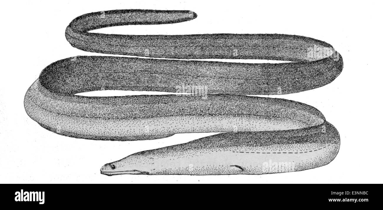 Strophidon sathete, also known as the giant snakehead, is a predatory ...