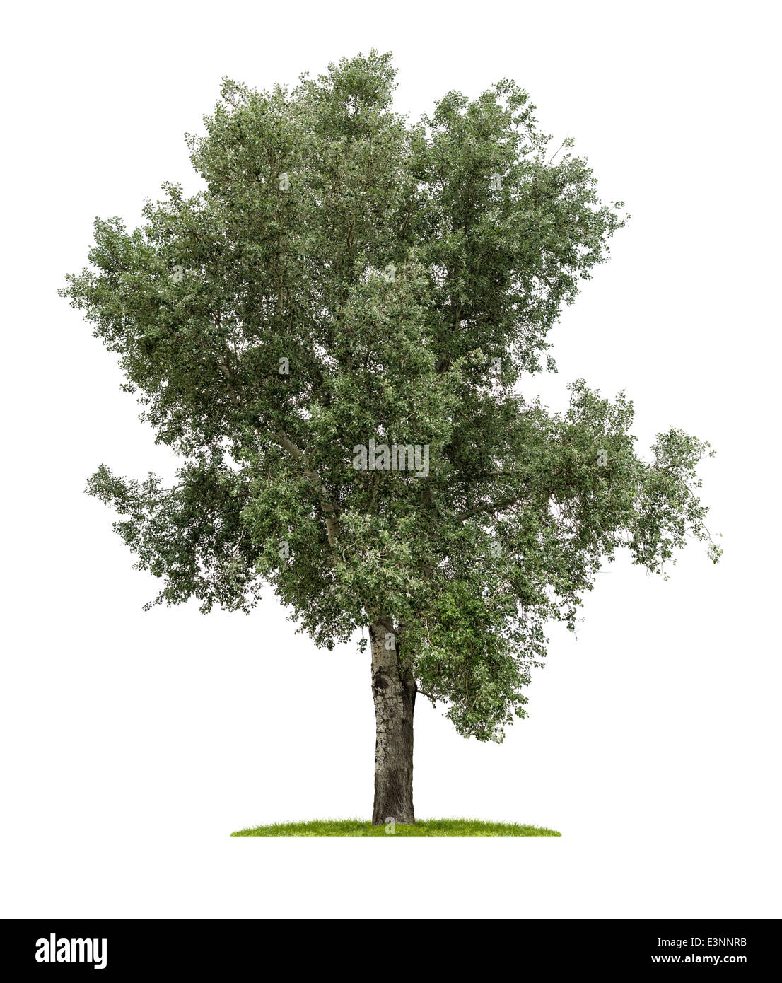 isolated deciduous tree on a white background Stock Photo - Alamy