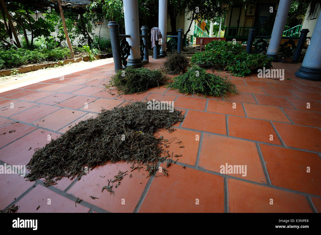 Herbs drying in the open air Stock Photo