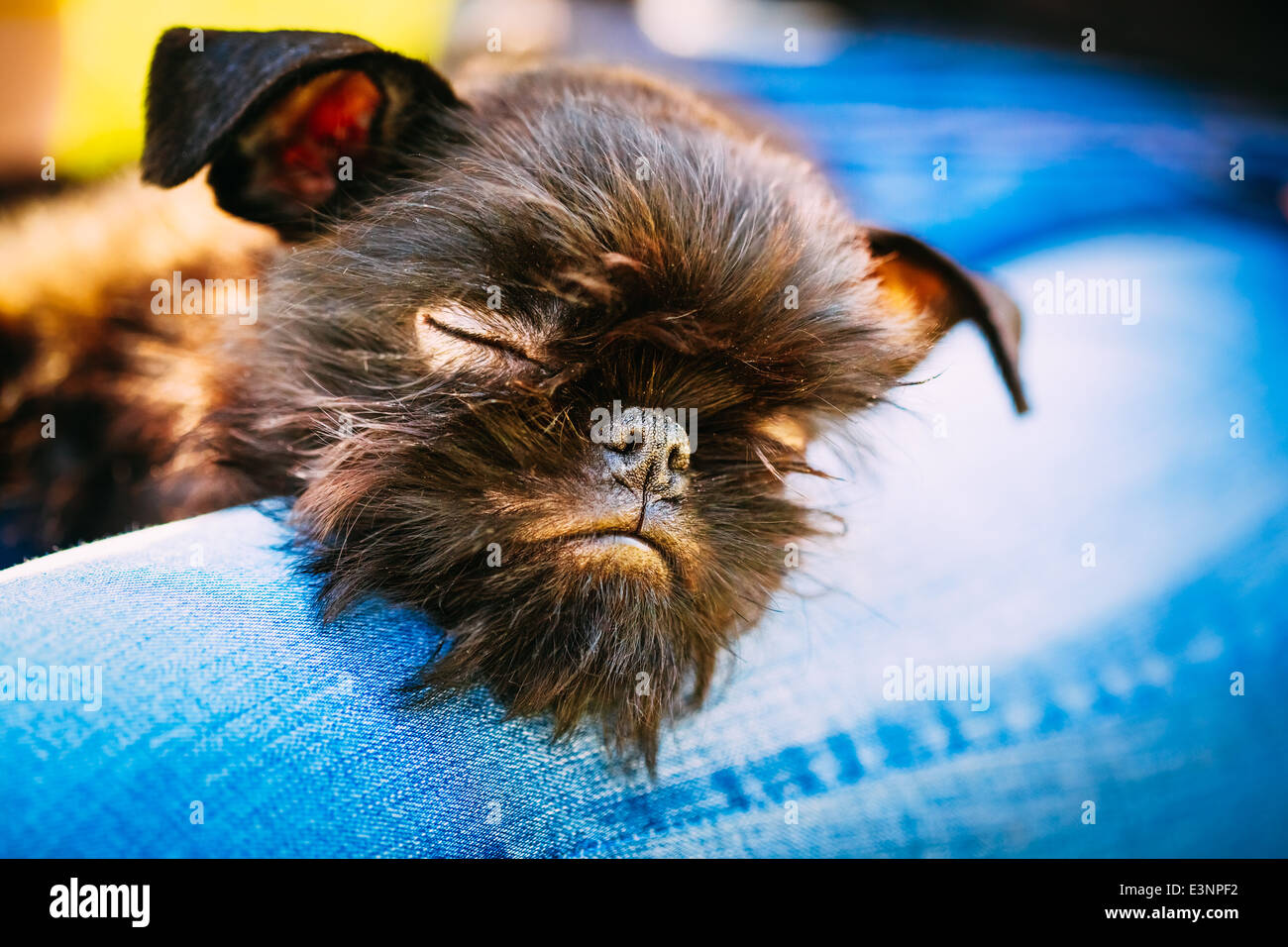Close Up Black Dog Griffon Bruxellois (Brussels Griffon, Griffon Belge) Sleeping On Womans Lap Stock Photo