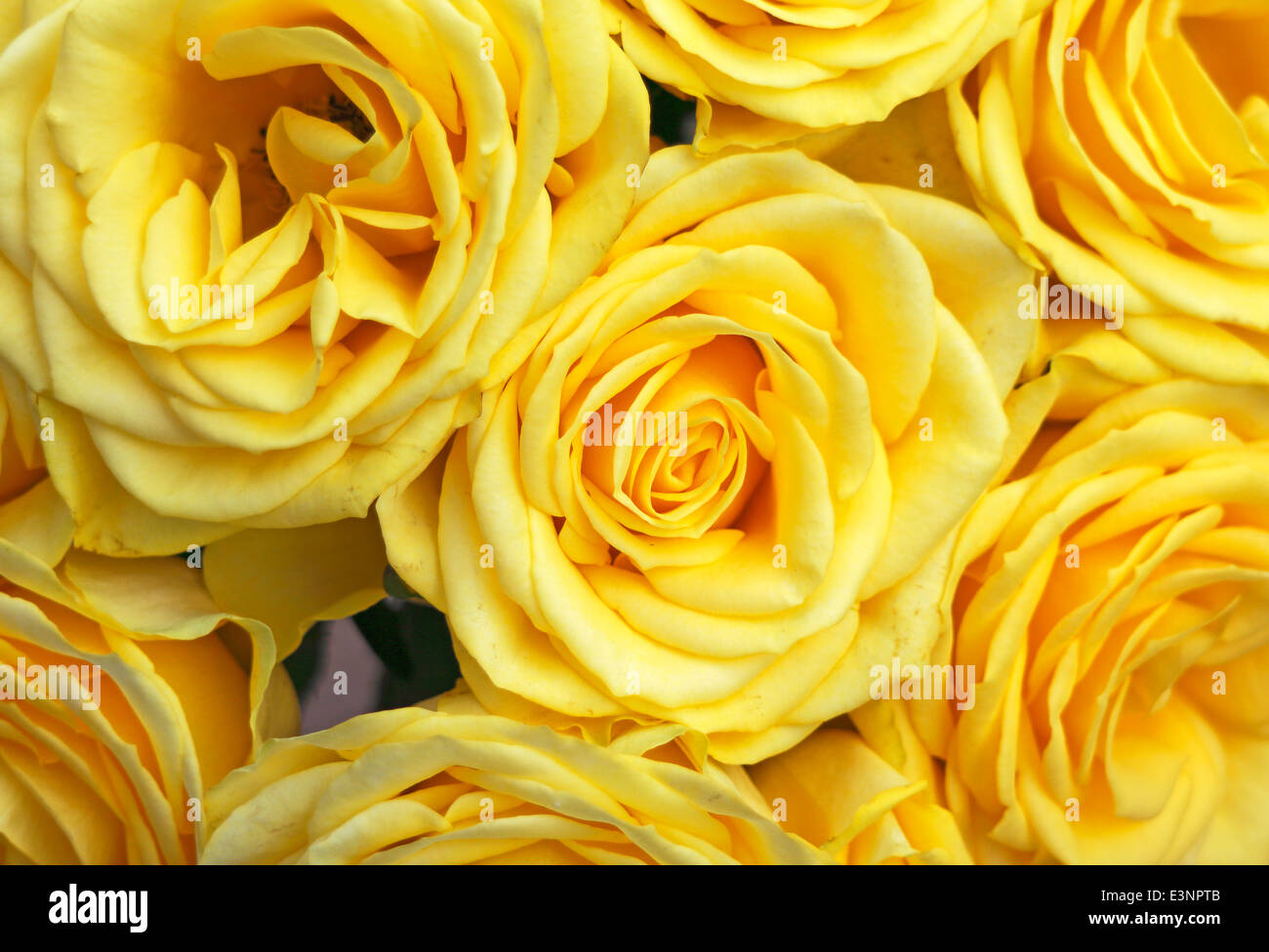 A still life close-up of a bunch of yellow roses. Stock Photo