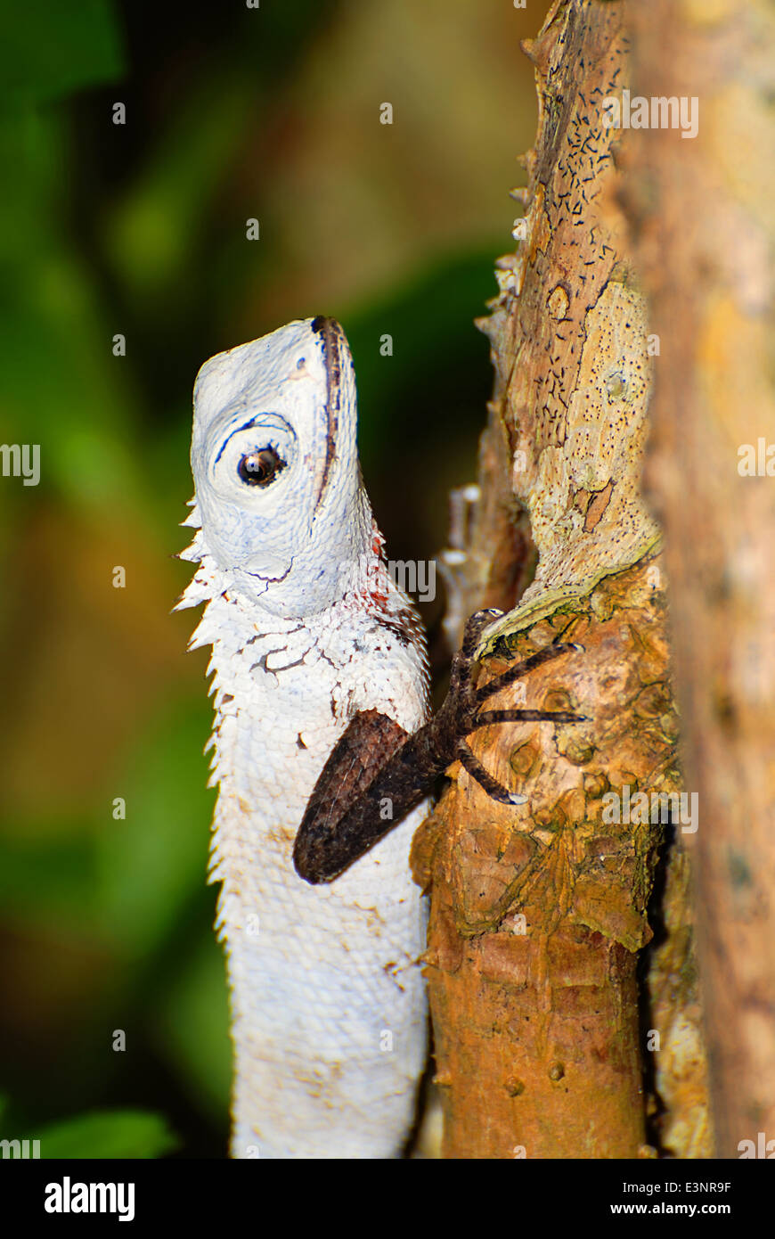 Beautiful white tropical lizard from the Maldivian jungle Stock Photo