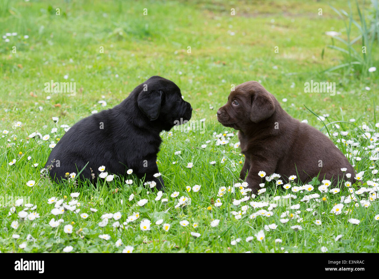 Black and chocolate Labrador Retriever puppies Stock Photo Alamy