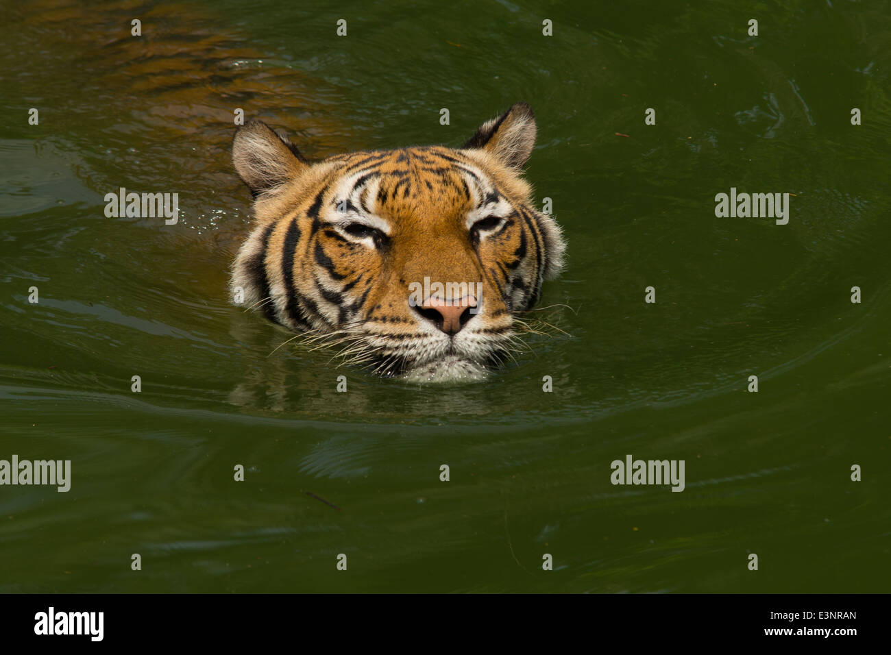 A Tiger swimming in the water / TIger swim / Tiger bathing / Tiger Stock Photo