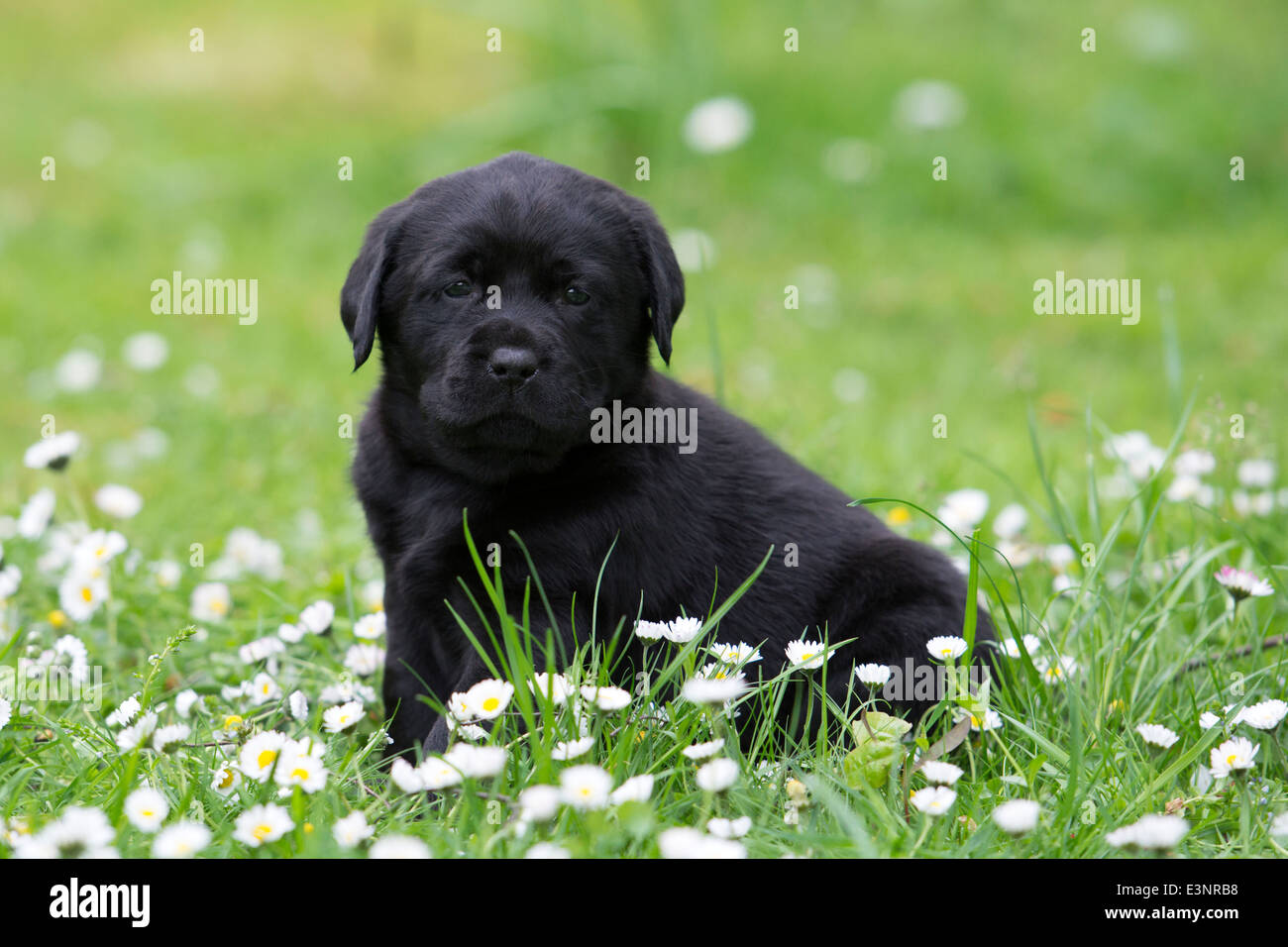 Labrador Retriever puppy dog Stock Photo