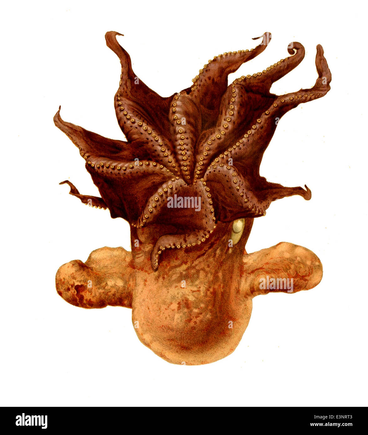 Webbed Octopus Umbrella like octopus hi-res stock photography and images - Alamy