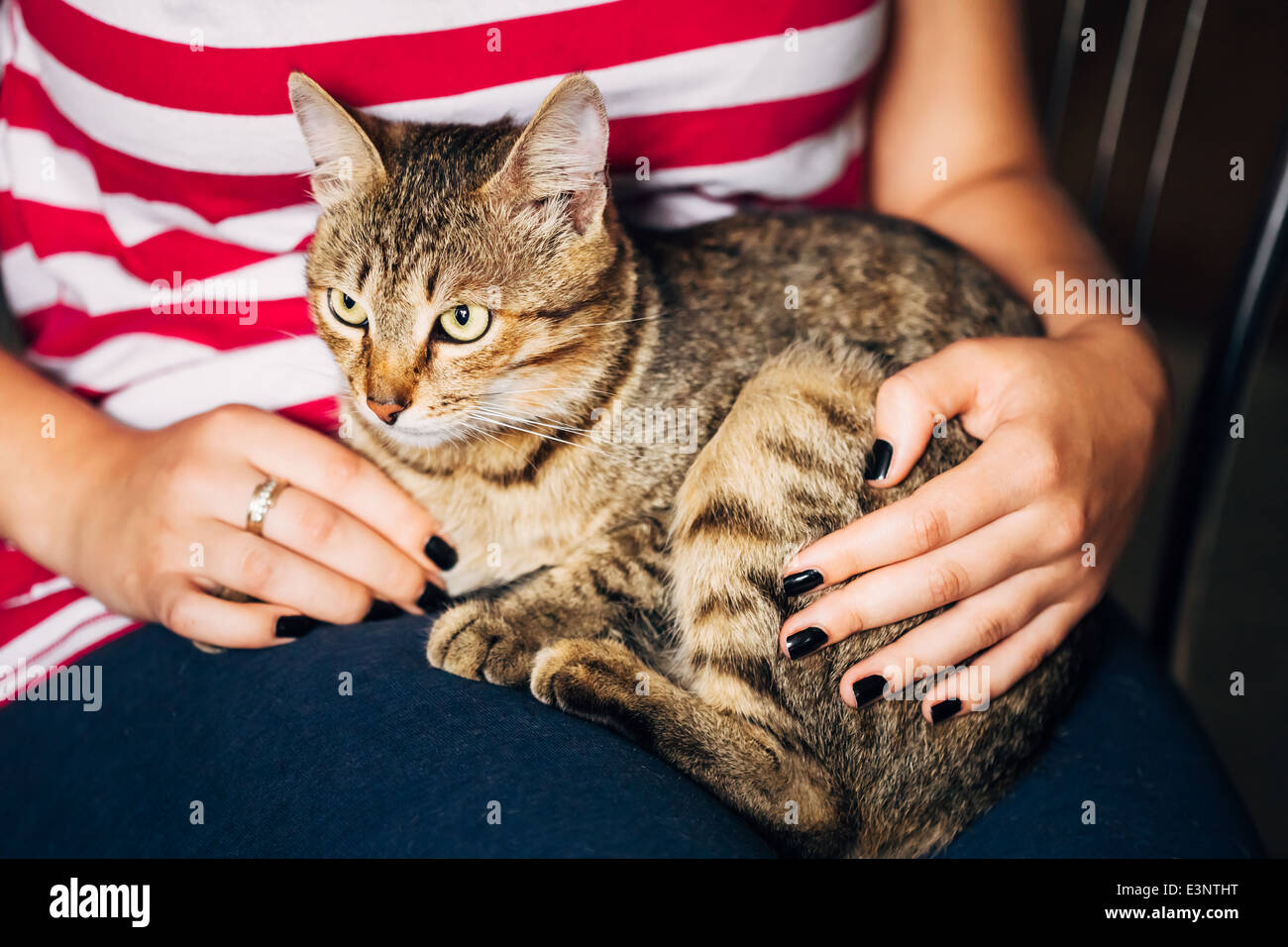Close Up Portrait Peaceful Tabby Male Kitten Cat Sitting On The Hands Of The Girl Stock Photo