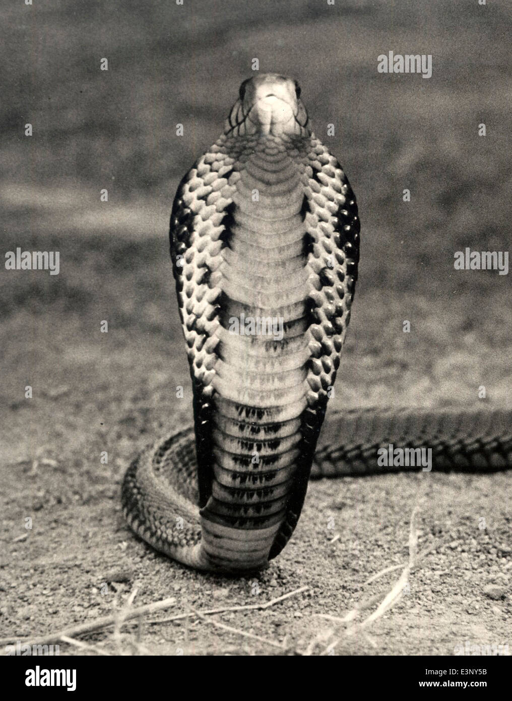 A cobra, head high and hood defensively flared, at Jonathan Leakey's Kenya snake farm Stock Photo