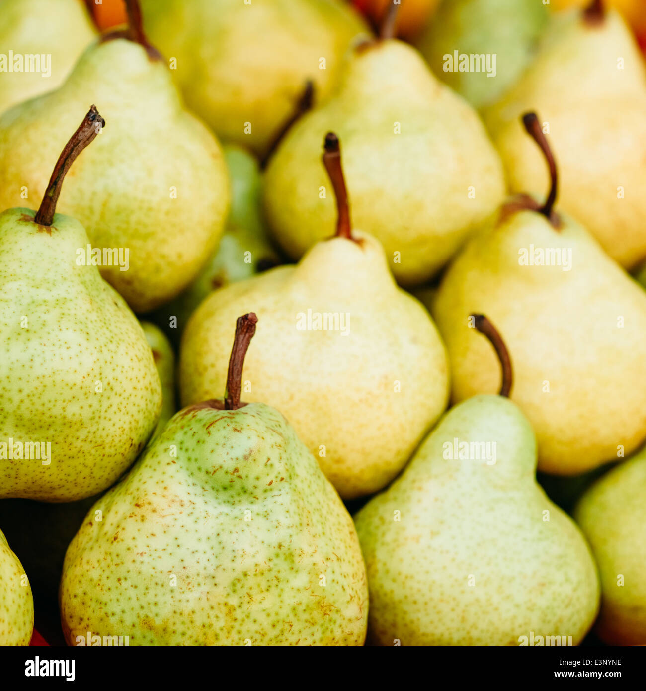 груша белолистка. груша сорт повислая. груша пакхам вкус. груша желтая. груша зеленая.