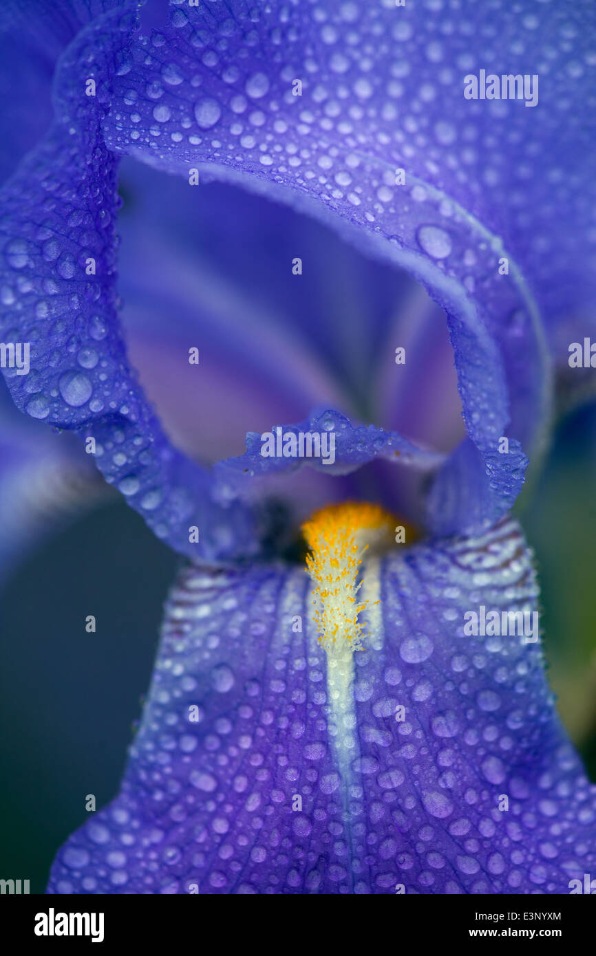 Closeup of Blue Iris flower in Spring Shower June Norfolk Stock Photo