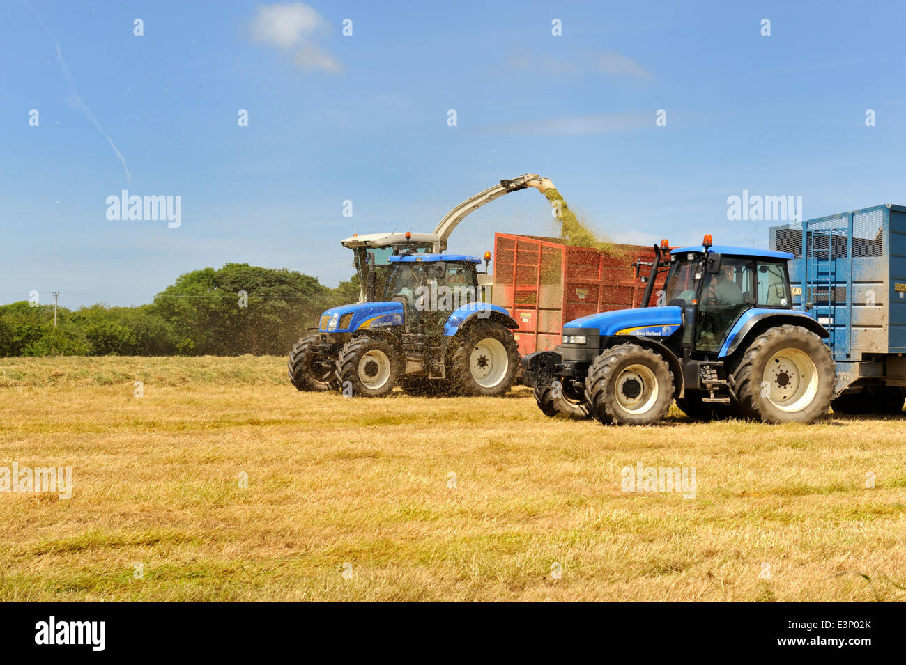 Forage harvester gathering cut grass for silage making and loading it into waiting trailer Wales, UK Stock Photo