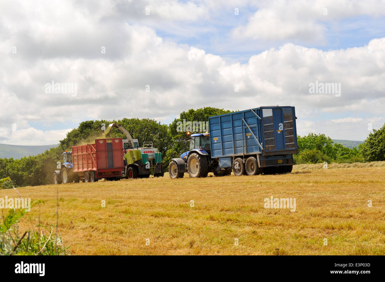 Tractor pulled trailers being filled by cut grass for silage making by forage harvester Stock Photo