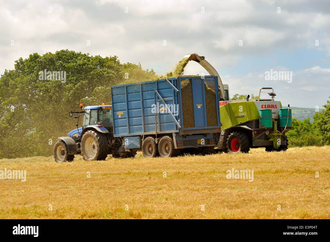 Tractor pulled trailer being filled by cut grass for silage making by forage harvester Stock Photo