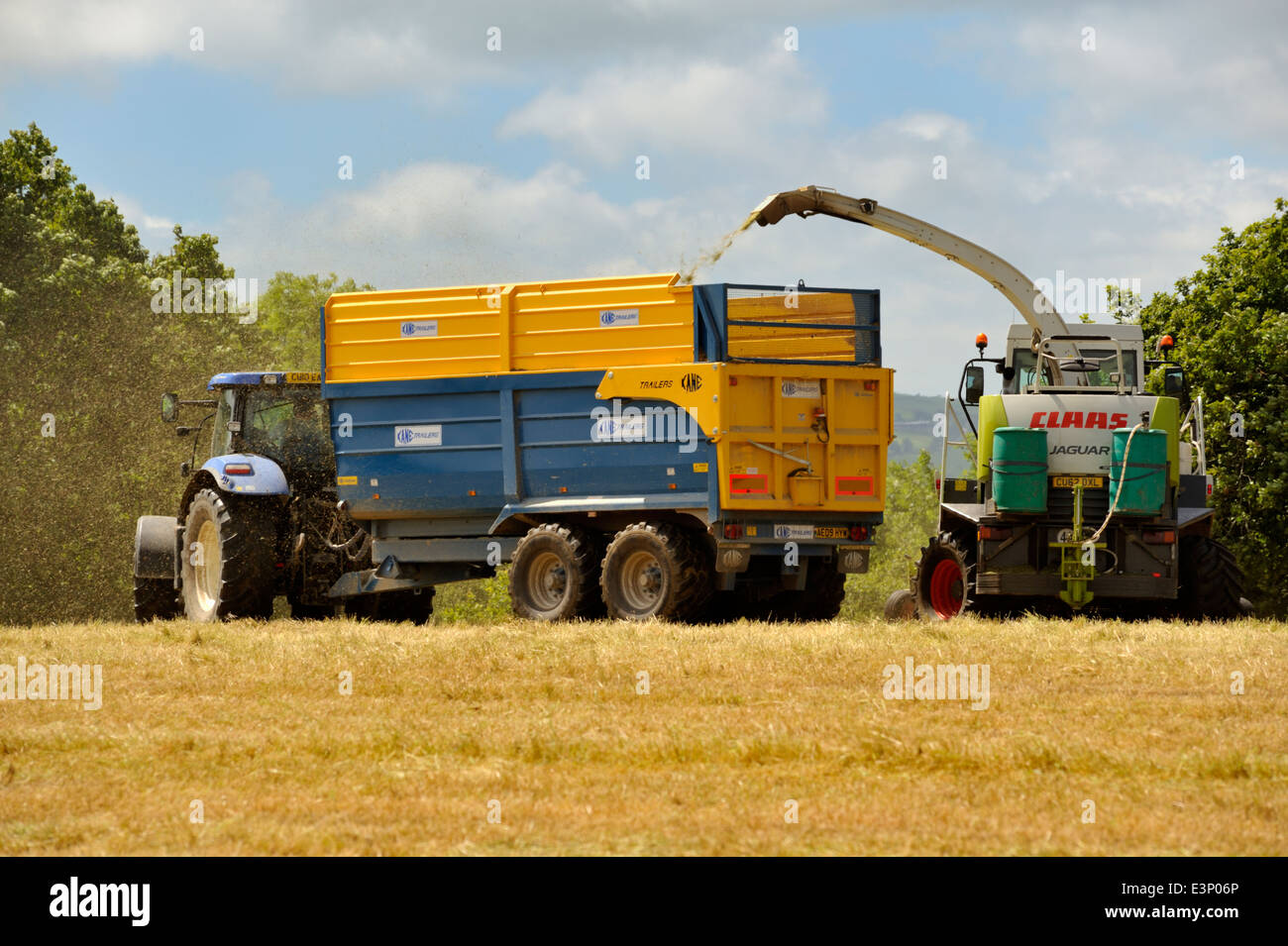 Tractor pulled trailer being filled by cut grass for silage making by forage harvester Stock Photo