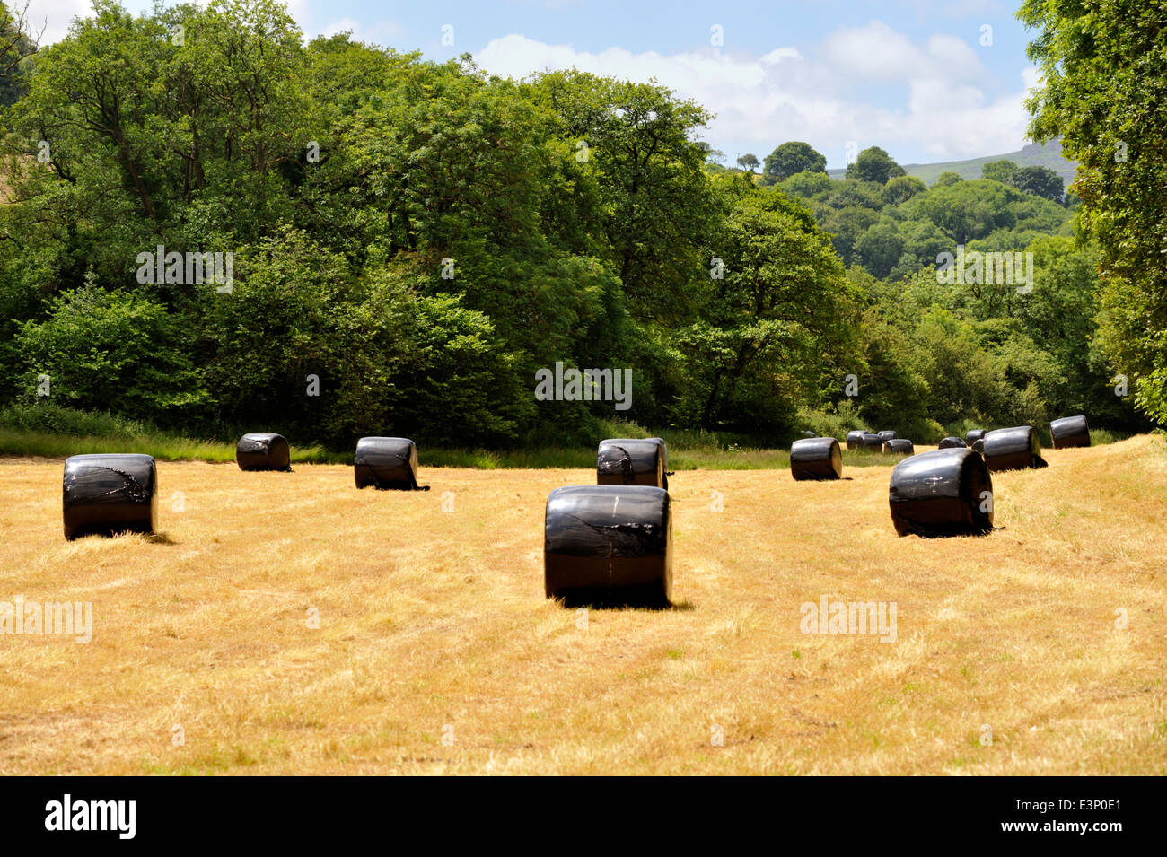 Large round black plastic wrapped hay rolls for silage in farmers field, UK Stock Photo