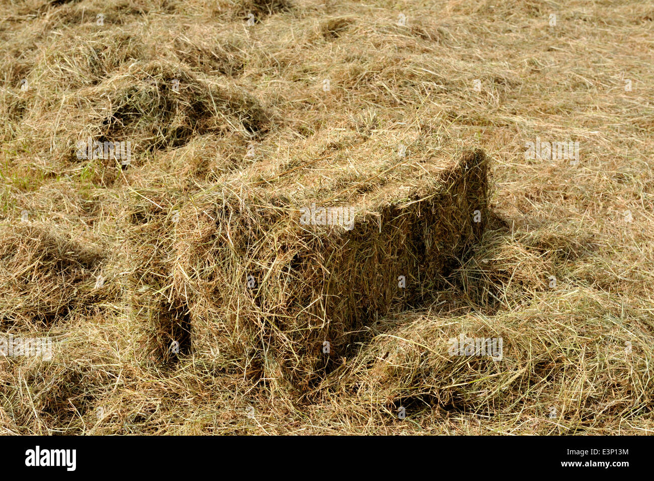 Older style, small rectangular bail of hay in field of new cut grass Stock Photo