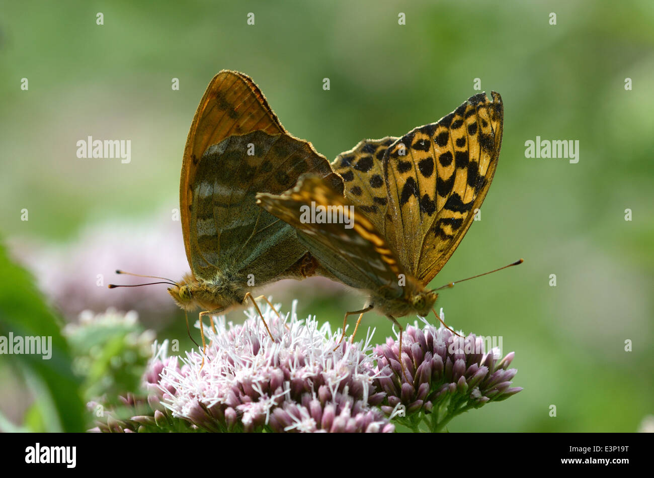 silver-washed fritillary butterflies mating Stock Photo