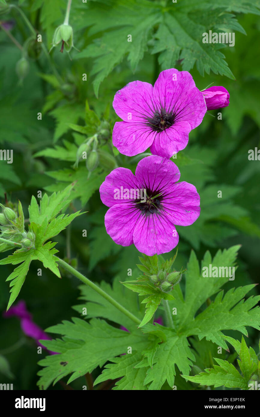 Geranium Procurrens in flower Stock Photo