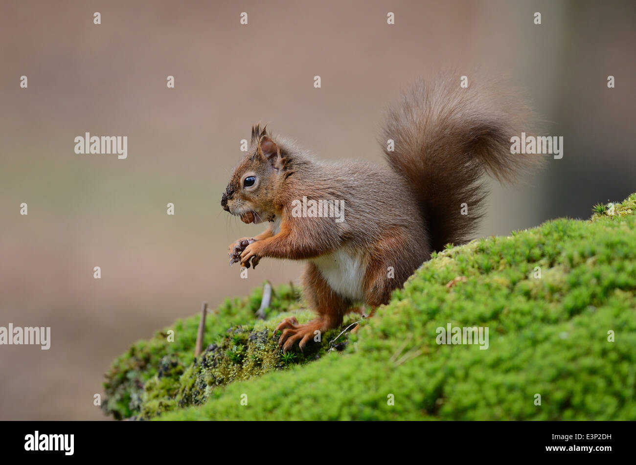 Portrait of a wild red squirrel feeding on nuts Stock Photo