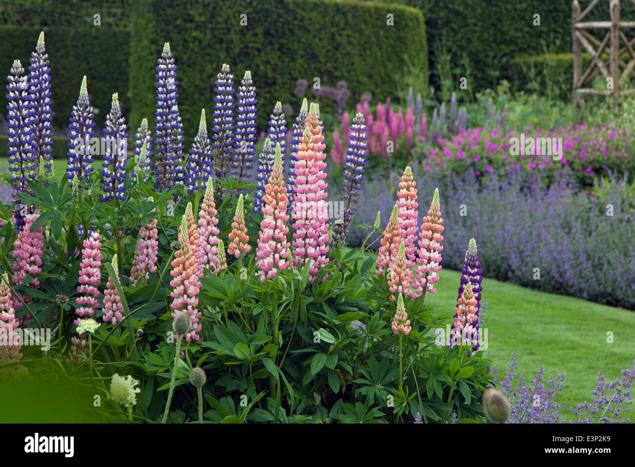 Lupins growing in herbaceous border Norfolk Garden June Stock Photo